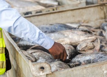 Prolonged Power Outage Disrupts Life and Business in Sogakope