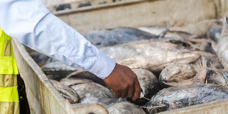 Prolonged Power Outage Disrupts Life and Business in Sogakope