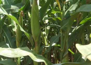 SARI develops hybrid maize seeds resistant to fall armyworm