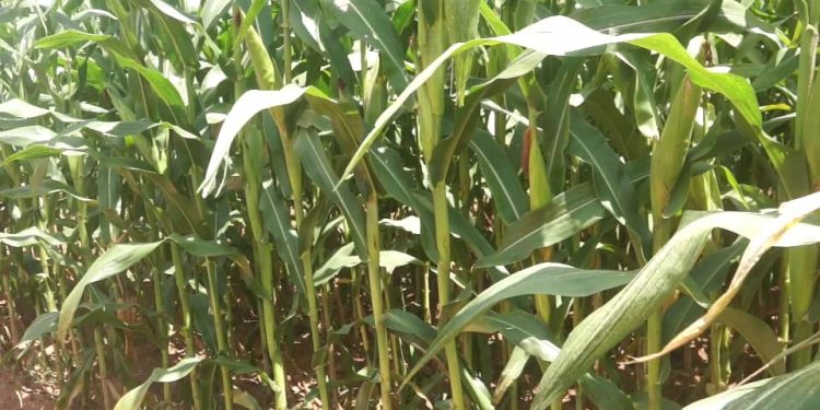 SARI develops hybrid maize seeds resistant to fall armyworm