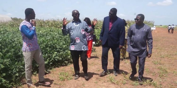 SARI develops hybrid maize seeds resistant to fall armyworm