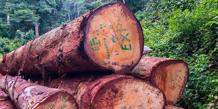 Aowin Forestry Commission urges collaborative forest management to protect reserves amid illegal logging and mining