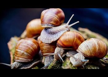 Climate-smart snail farming project in Ghana scales from 1,000 to 20,000 snails in five months, highlighting youth and food security potential
