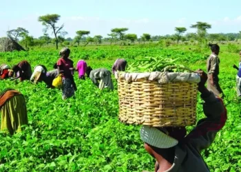 Agortime-Ziope District to honour 10 outstanding farmers ahead of National Farmers’ Day celebration in Volta Region