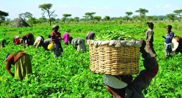 Agortime-Ziope District to honour 10 outstanding farmers ahead of National Farmers’ Day celebration in Volta Region