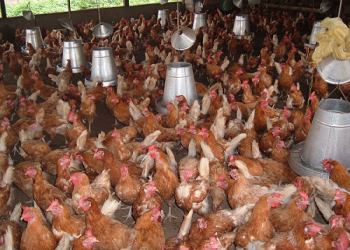 Nkokoo Nkerenkete Launch Faces Criticism from Northern Poultry Farmers