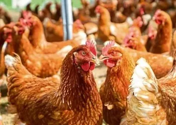 Over 200,000 birds vaccinated against Newcastle Disease in northern Ghana.